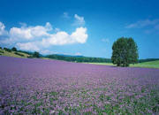 Lavender Plantation Wall Mural DS8025
